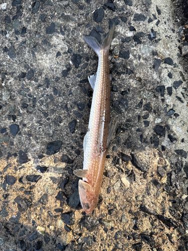 エソの釣果