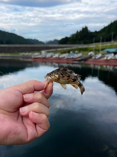 クロソイの釣果