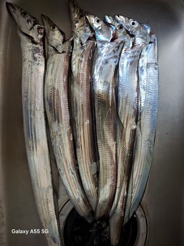 タチウオの釣果