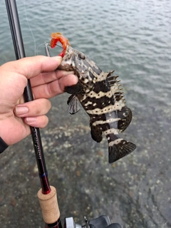 ヤイトハタの釣果