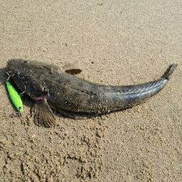 マゴチ
