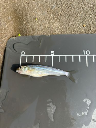 モロコの釣果