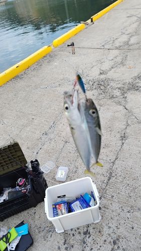 サバの釣果