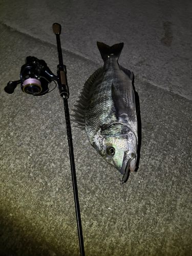 クロダイの釣果