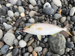 シオの釣果
