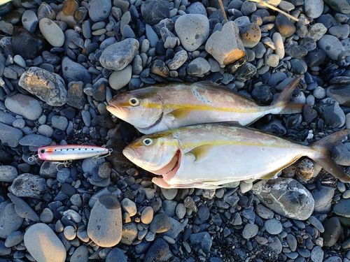 ショゴの釣果