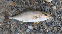 ショゴの釣果