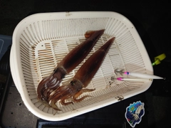 イカの釣果