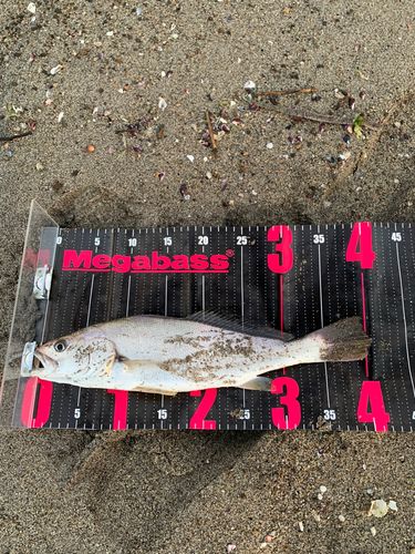 イシモチの釣果
