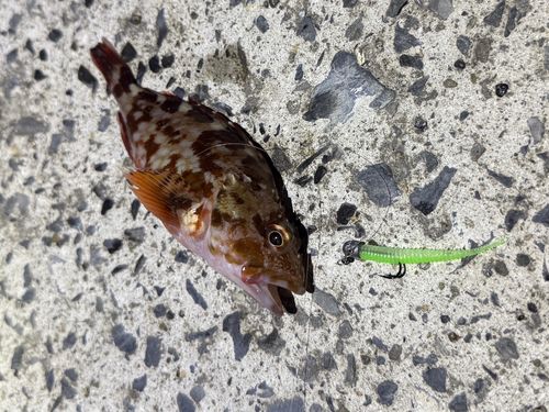 カサゴの釣果