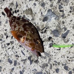 カサゴ