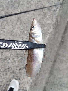 キスの釣果