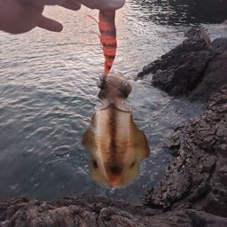 アオリイカ