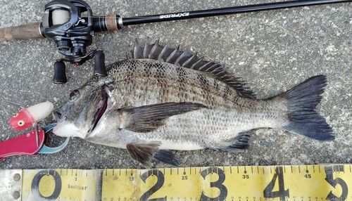 チヌの釣果