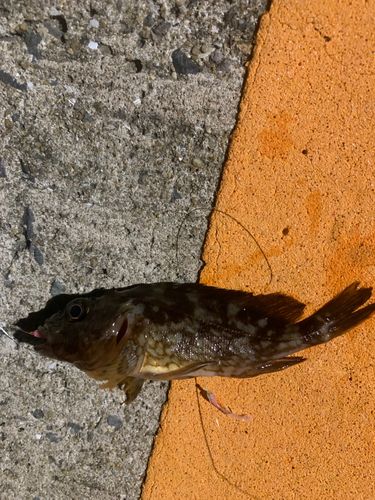 カサゴの釣果