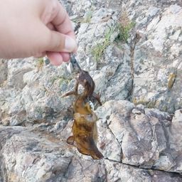 アオリイカ