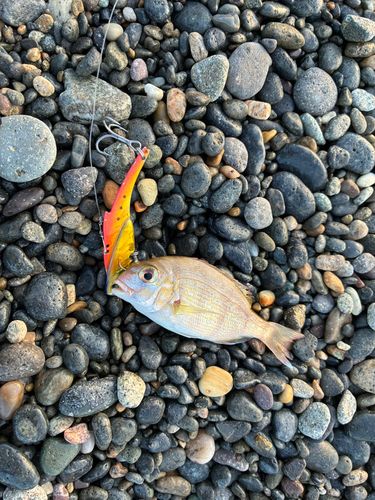 チャリコの釣果
