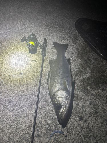 セイゴ（ヒラスズキ）の釣果