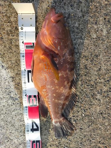 キジハタの釣果