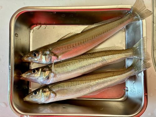 キスの釣果