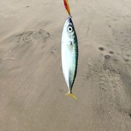 サバ