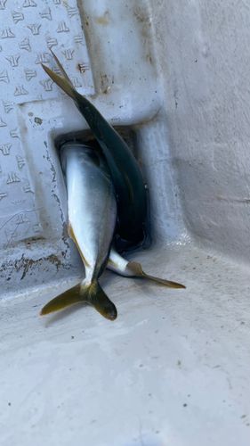ワカシの釣果
