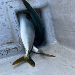 ワカシ