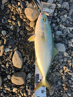 ワカシの釣果