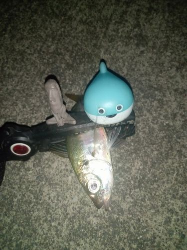 マアジの釣果