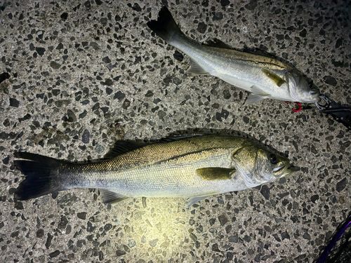スズキの釣果