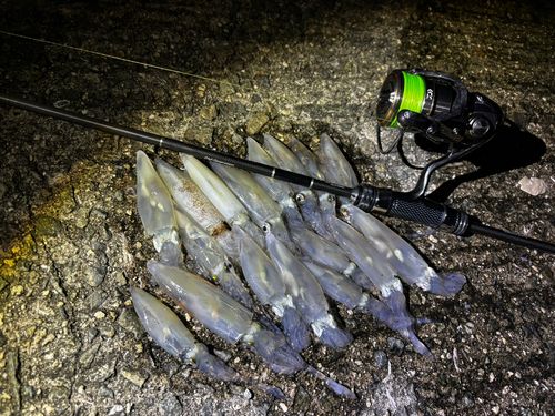 チイチイイカの釣果
