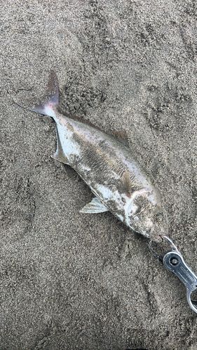 ショゴの釣果