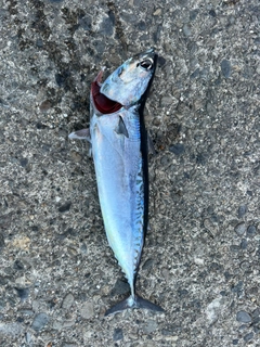 ソウダガツオの釣果