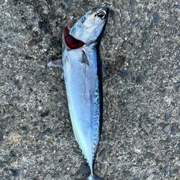 ソウダガツオ