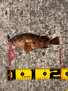 カサゴの釣果