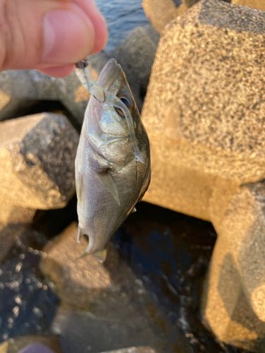 セイゴ（マルスズキ）の釣果