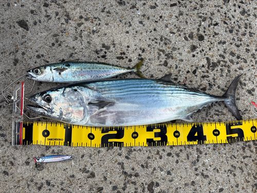 ハガツオの釣果