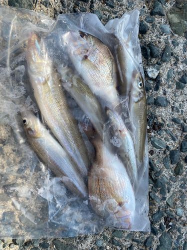キスの釣果