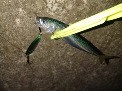 イカの釣果