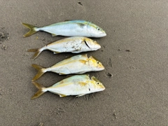 ショゴの釣果