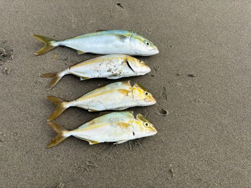 ショゴの釣果