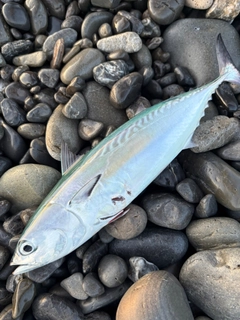 ヒラソウダの釣果