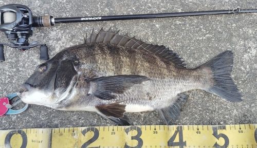 チヌの釣果