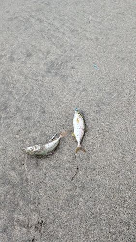 ショゴの釣果