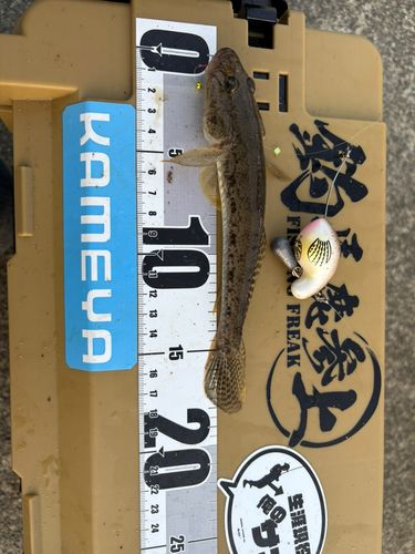 マハゼの釣果