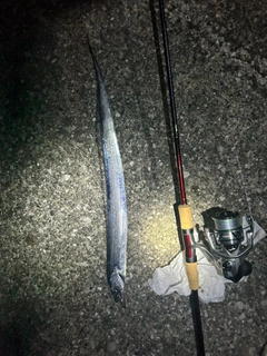 タチウオの釣果