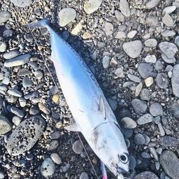 ソウダガツオ