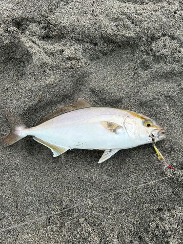 ショゴの釣果