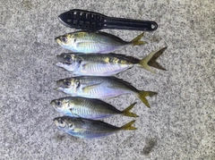 アジの釣果