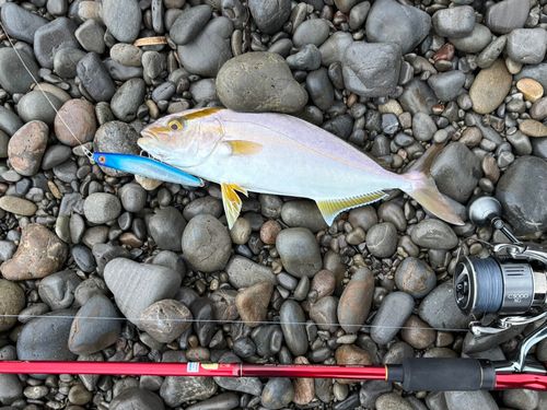 シオの釣果